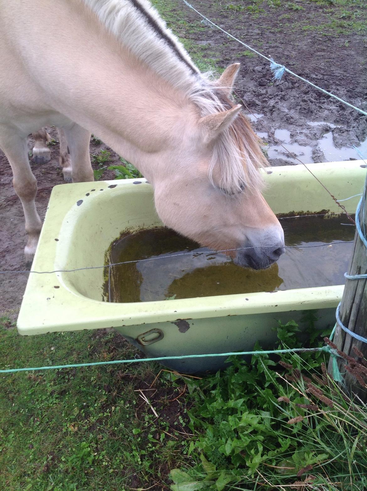 Fjordhest Åmosegårds Dharma billede 10