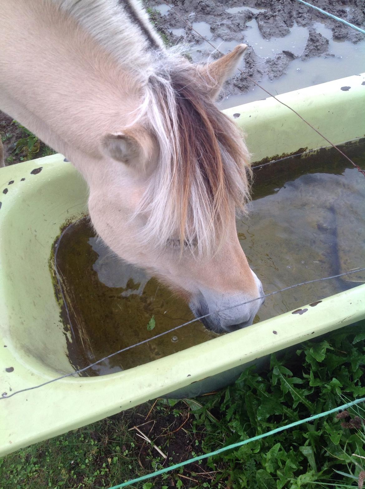 Fjordhest Åmosegårds Dharma billede 9