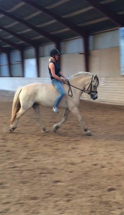 Fjordhest Åmosegårds Dharma billede 11