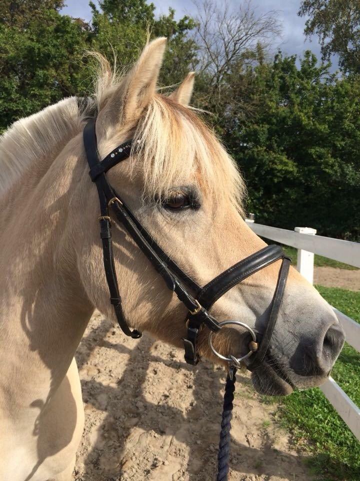 Fjordhest Åmosegårds Dharma billede 12