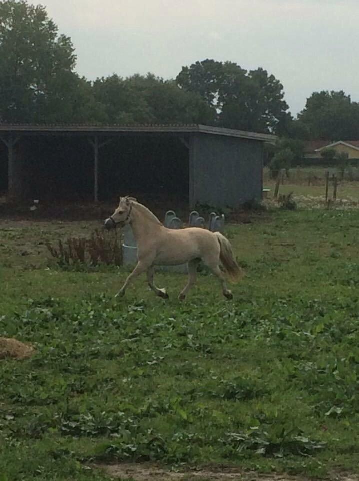Fjordhest Åmosegårds Dharma billede 15