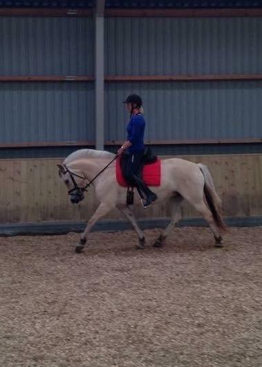 Fjordhest Åmosegårds Dharma billede 16