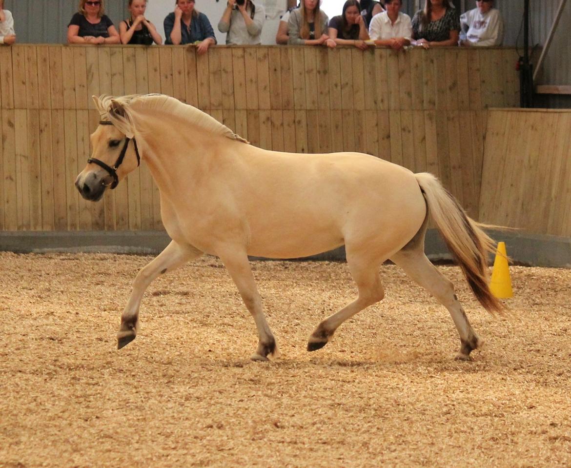 Fjordhest Åmosegårds Dharma billede 17