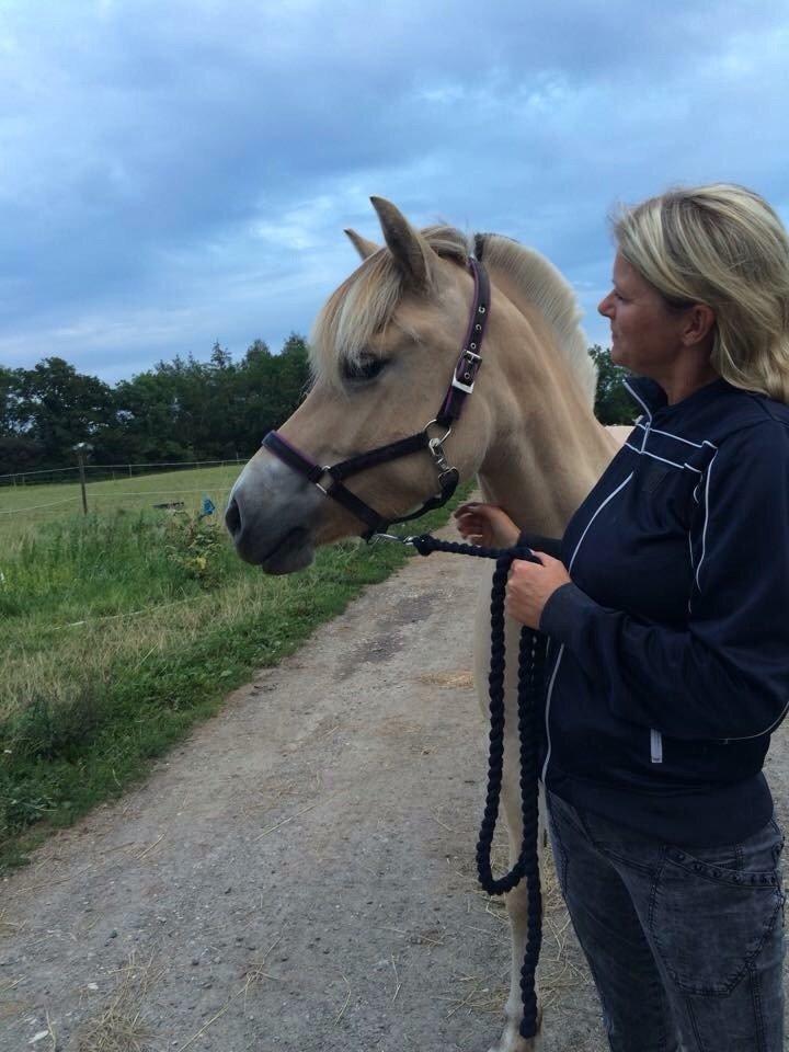 Fjordhest Åmosegårds Dharma billede 13