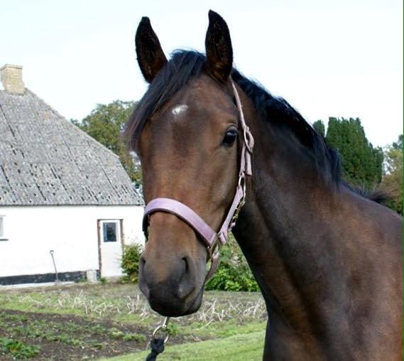 Anden særlig race Zaida rose billede 1