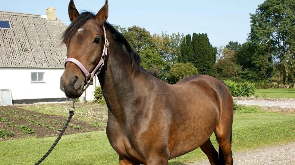 Anden særlig race Zaida rose billede 6