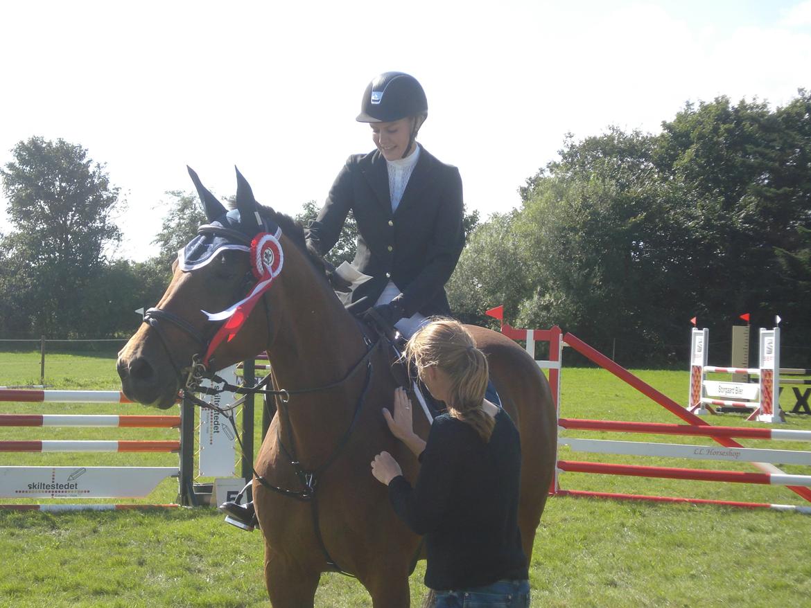 Dansk Varmblod Just Ask billede 20