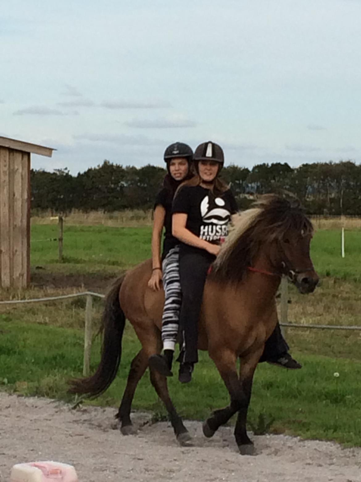 Islænder Magnus billede 18