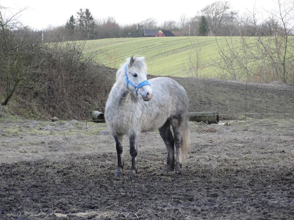 Anden særlig race Shamrocks Cassie - Min smukke pony, på æblehaven i skærbærk, et meget smukt sted! billede 2