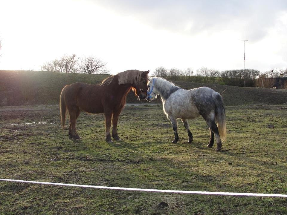 Anden særlig race Shamrocks Cassie - Cassie og hendes kæreste  billede 4