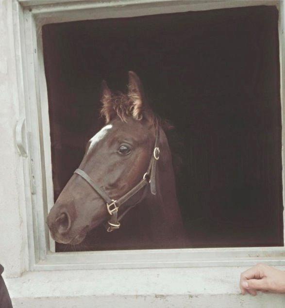 Dansk Varmblod Zetsubou die Weltrose billede 2