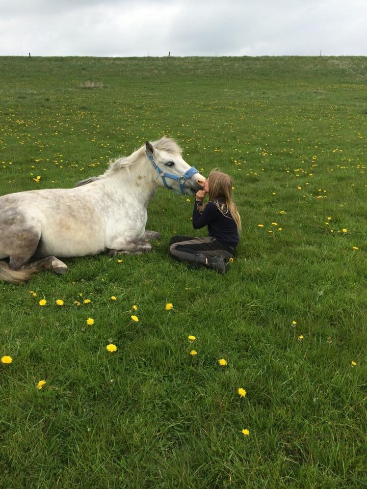 Anden særlig race Shamrocks Cassie - Lille doven pony, får lige et kys billede 5