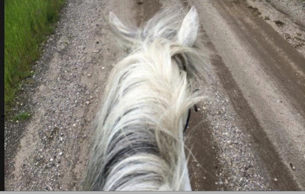 Anden særlig race Shamrocks Cassie - Cassie og jeg på tur alene billede 9