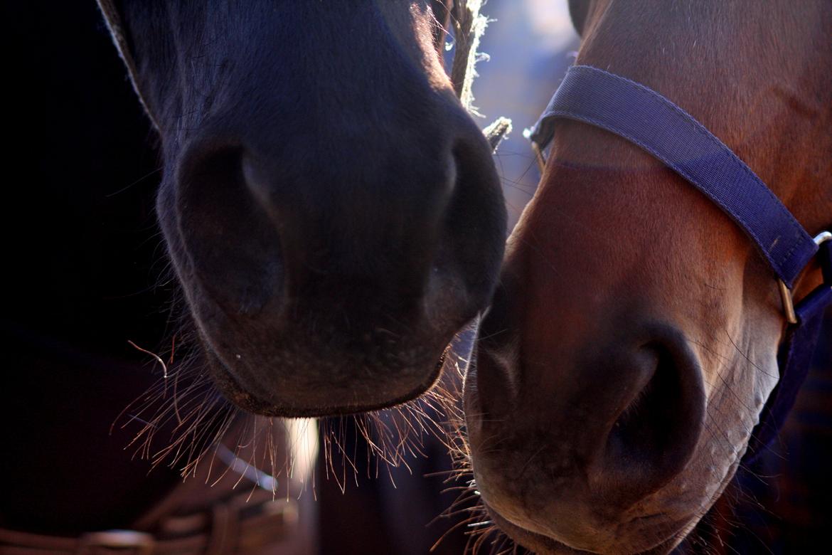 Anden særlig race I Piratus billede 3