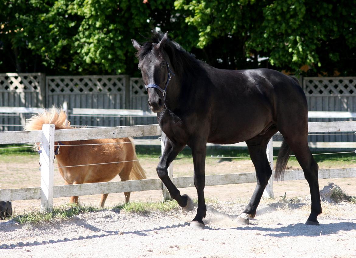 Anden særlig race I Piratus billede 4