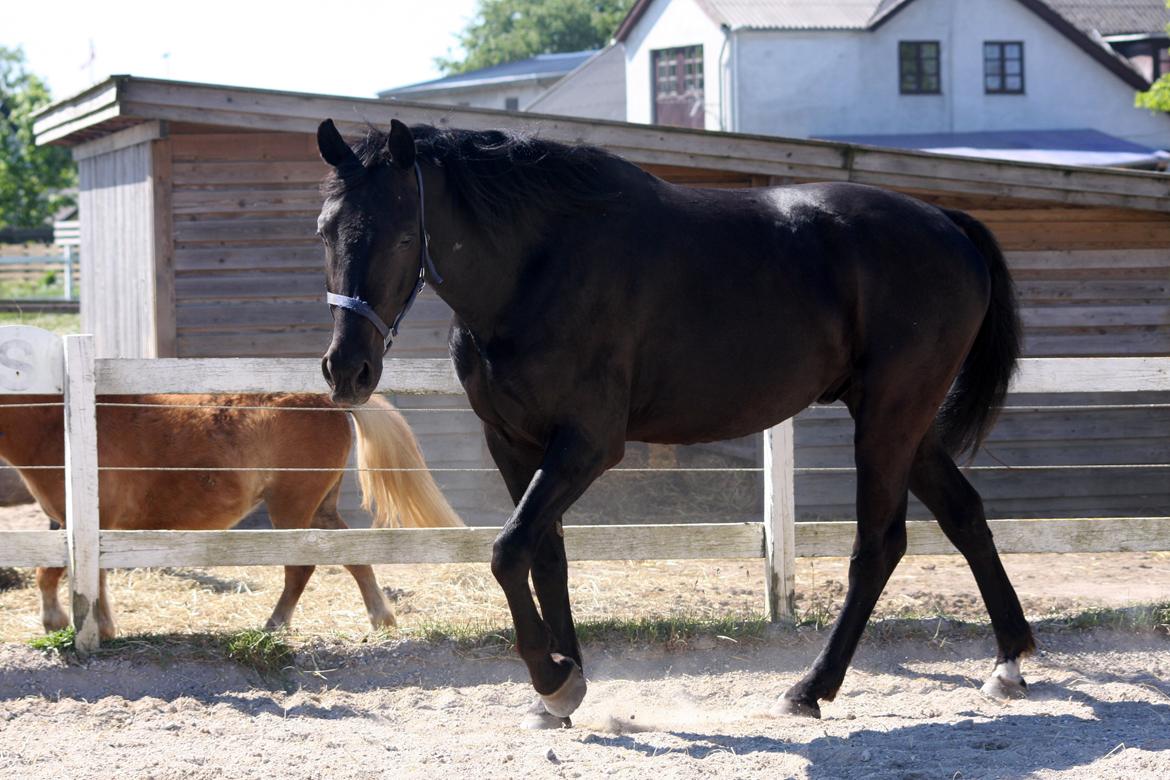 Anden særlig race I Piratus billede 6