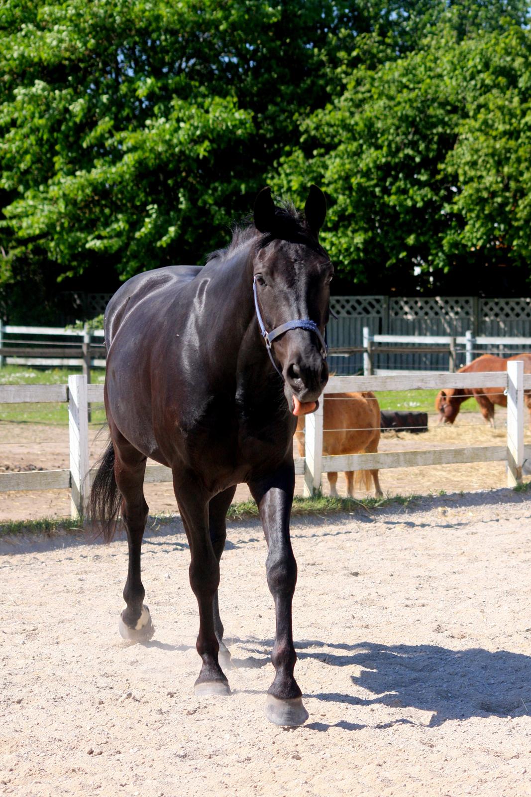 Anden særlig race I Piratus billede 5