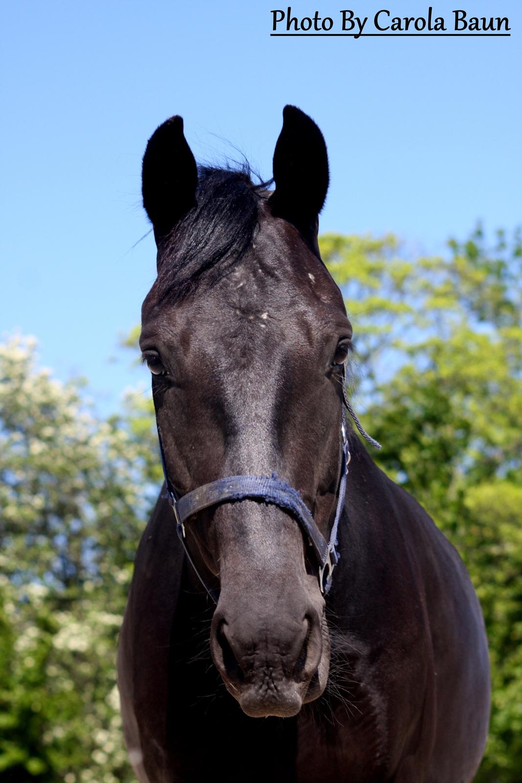 Anden særlig race I Piratus billede 8