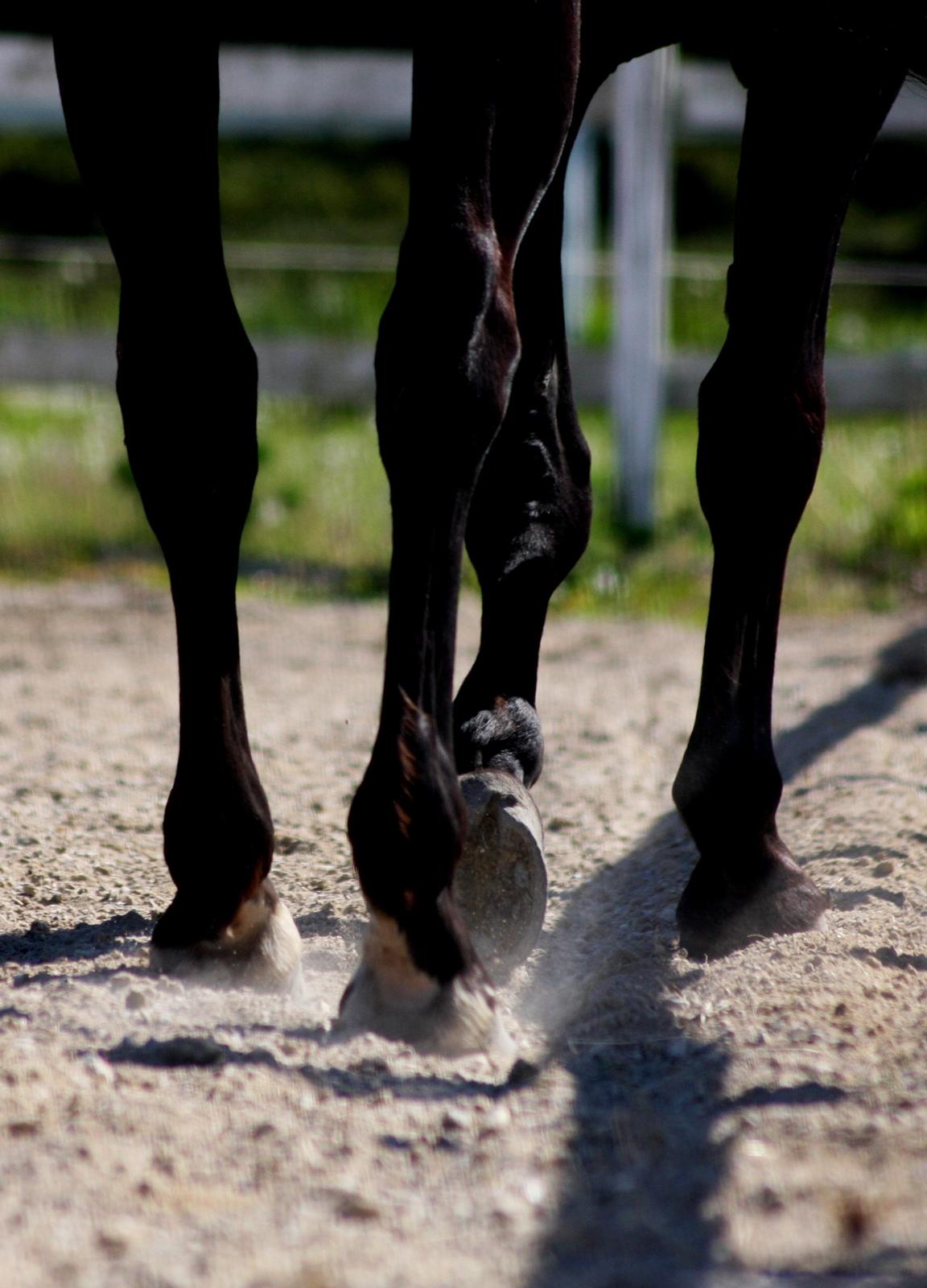 Anden særlig race I Piratus billede 9