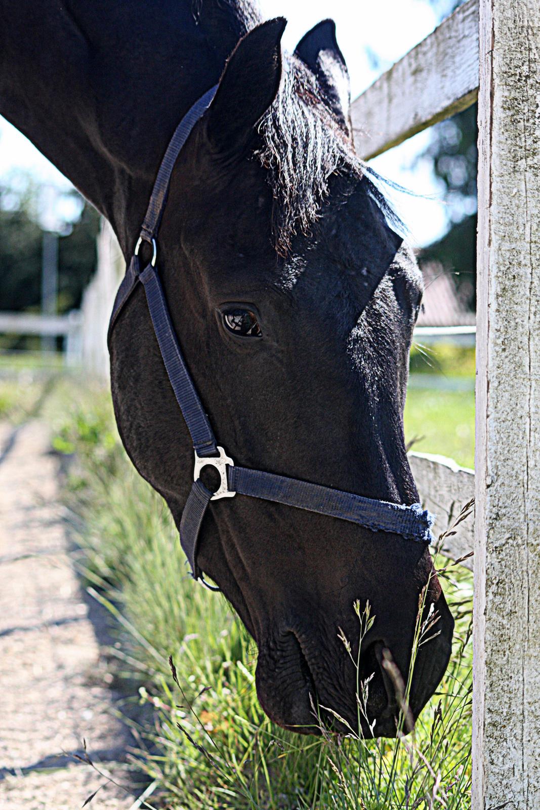 Anden særlig race I Piratus billede 7