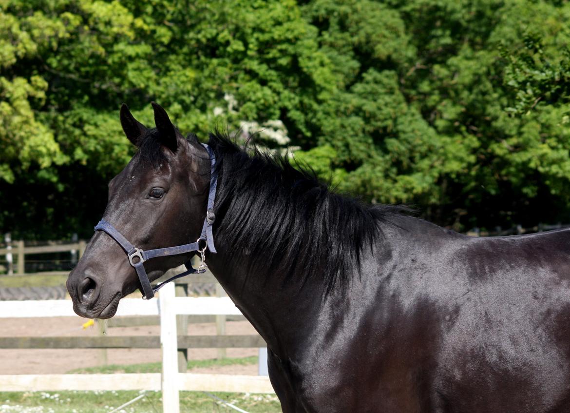 Anden særlig race I Piratus billede 1