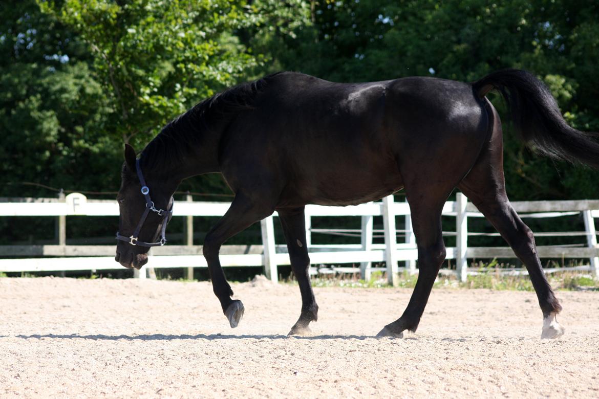Anden særlig race I Piratus billede 10