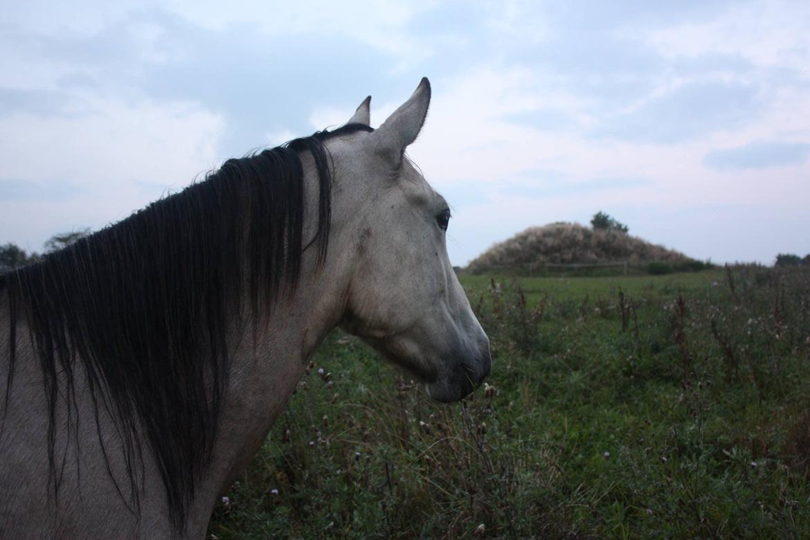 Anden særlig race | Sofus billede 15