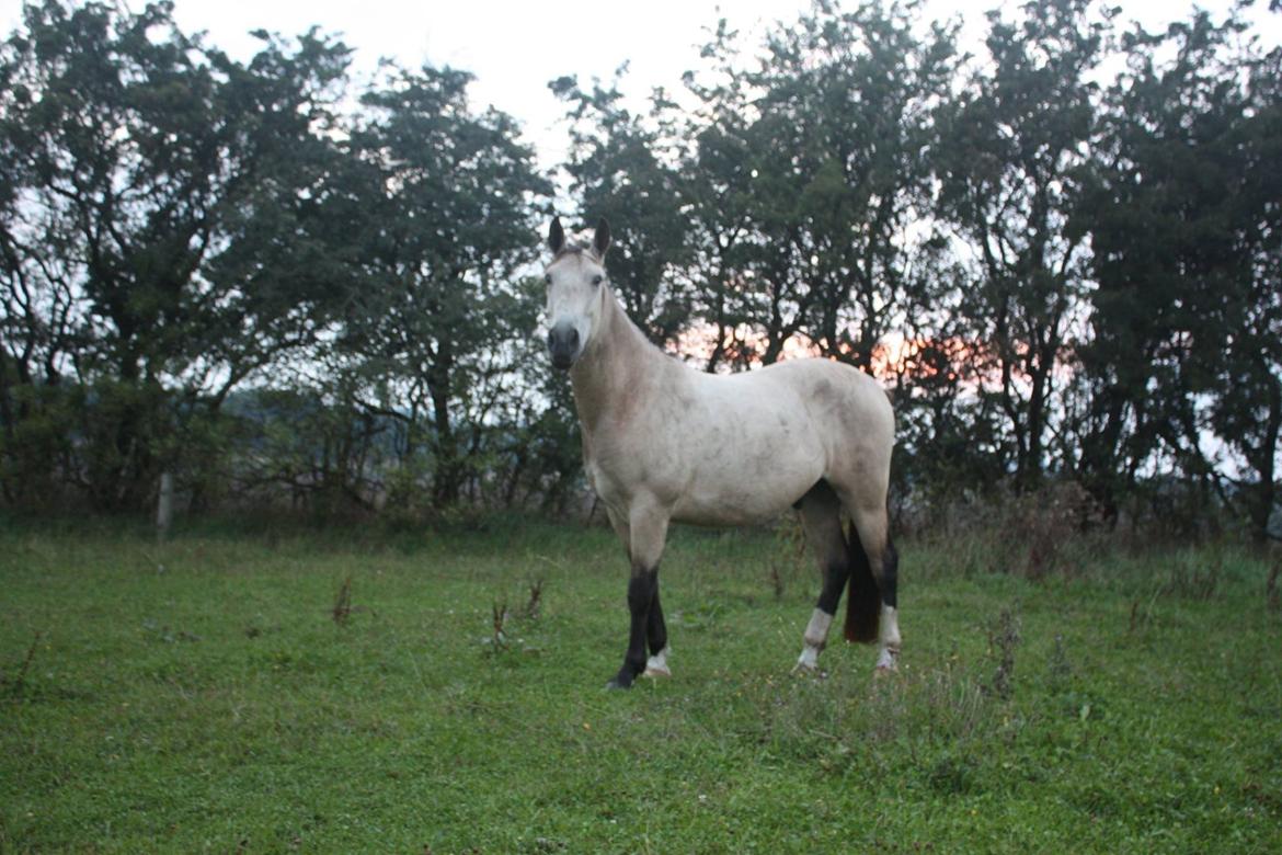 Anden særlig race | Sofus billede 17