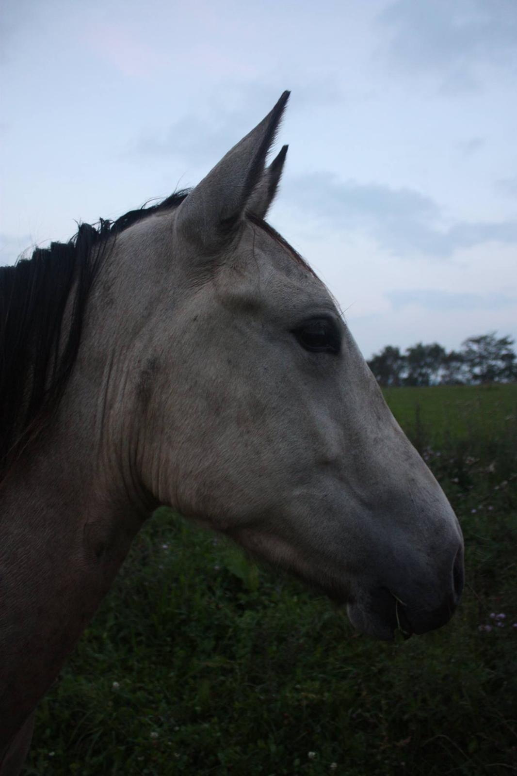 Anden særlig race | Sofus billede 19