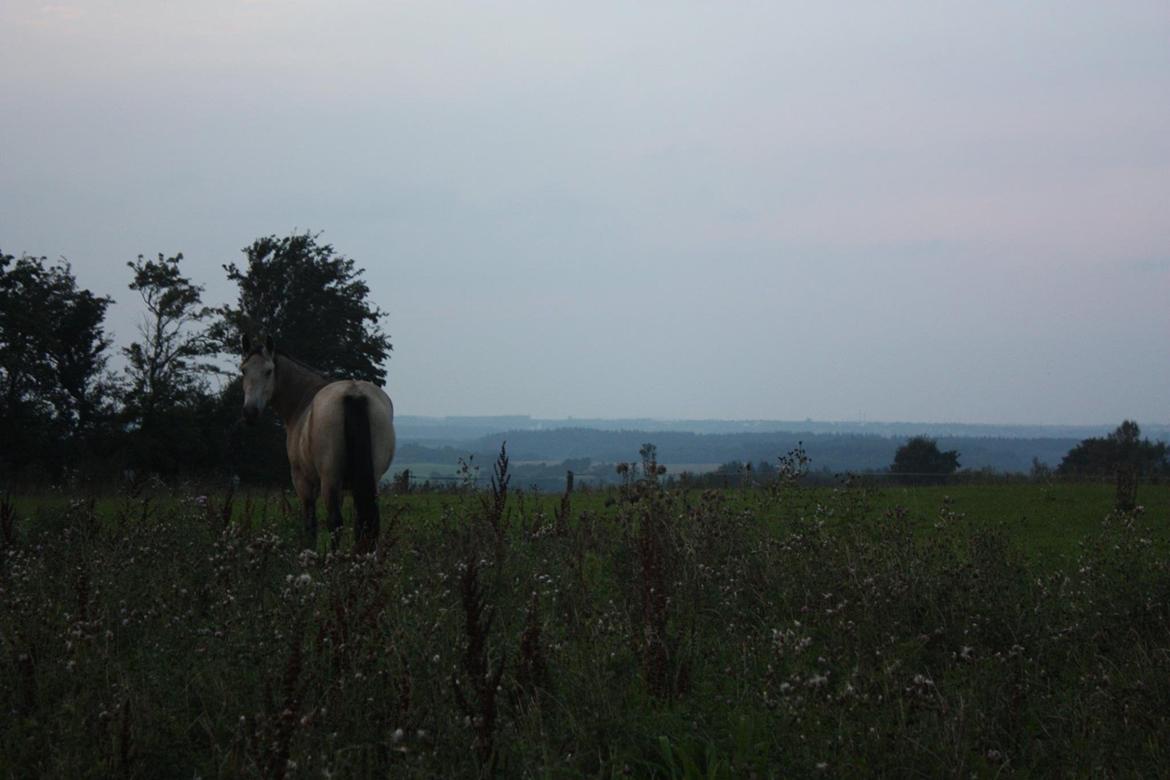 Anden særlig race | Sofus billede 22