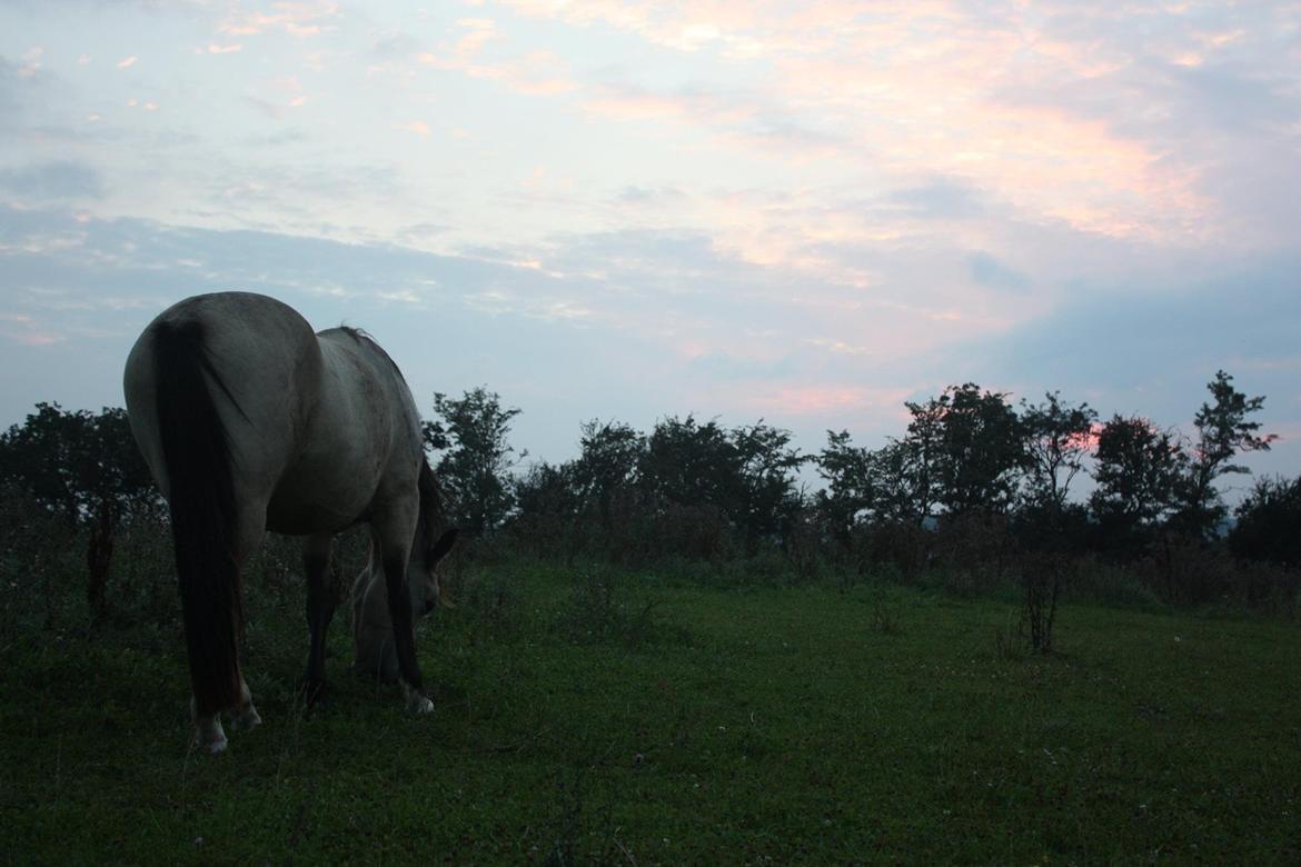 Anden særlig race | Sofus billede 25