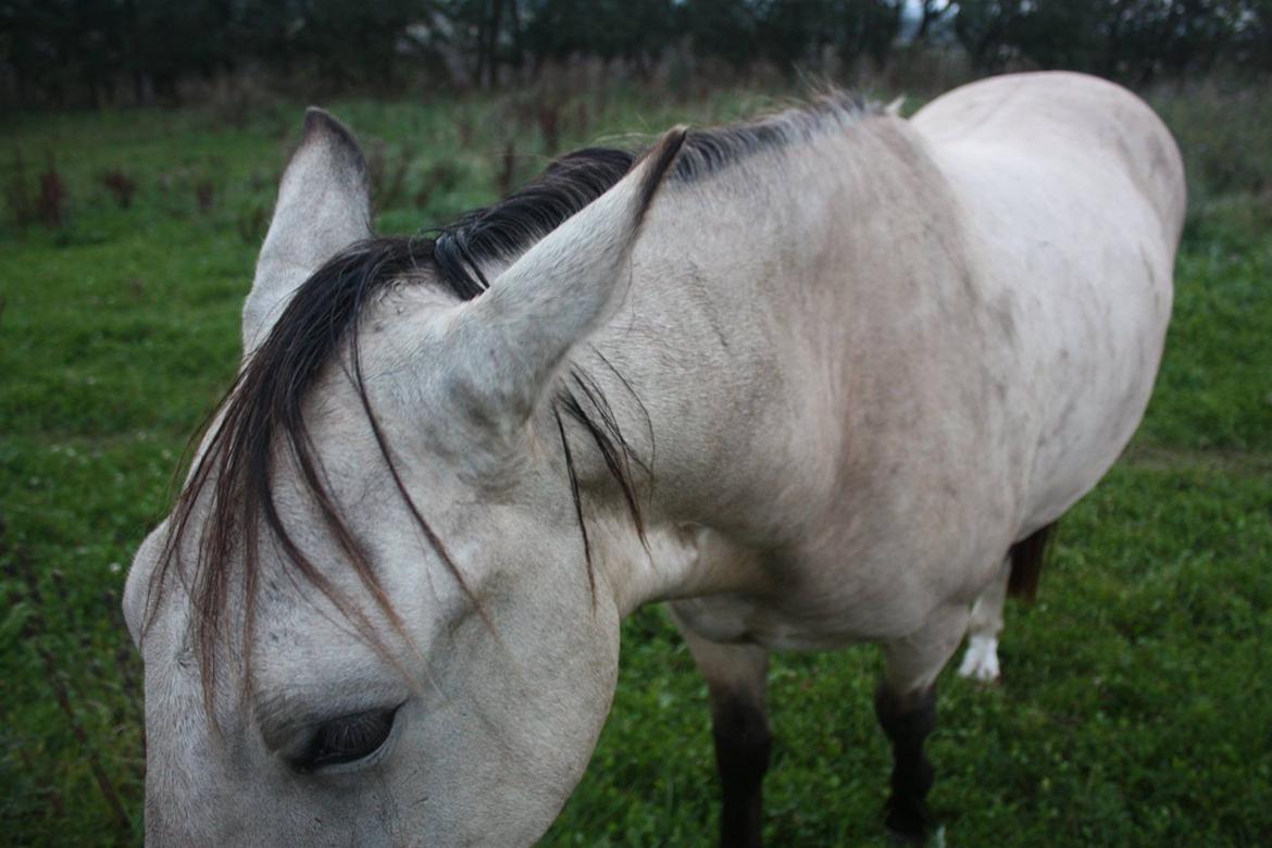 Anden særlig race | Sofus billede 27