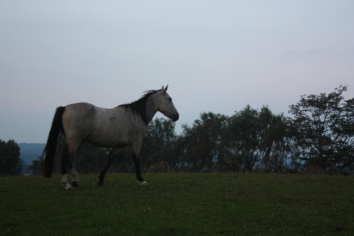 Anden særlig race | Sofus billede 30
