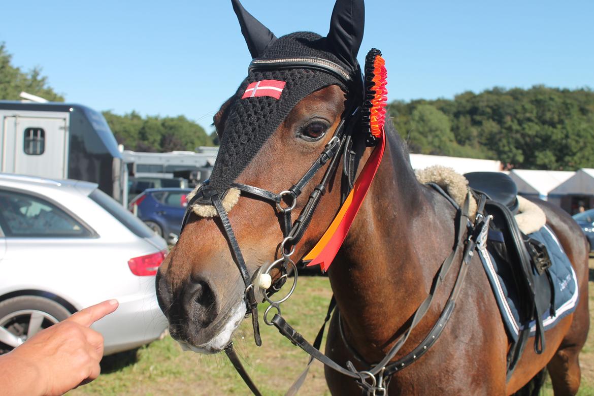 Irsk Sportspony Bessbrook Clover *A-pony* billede 23