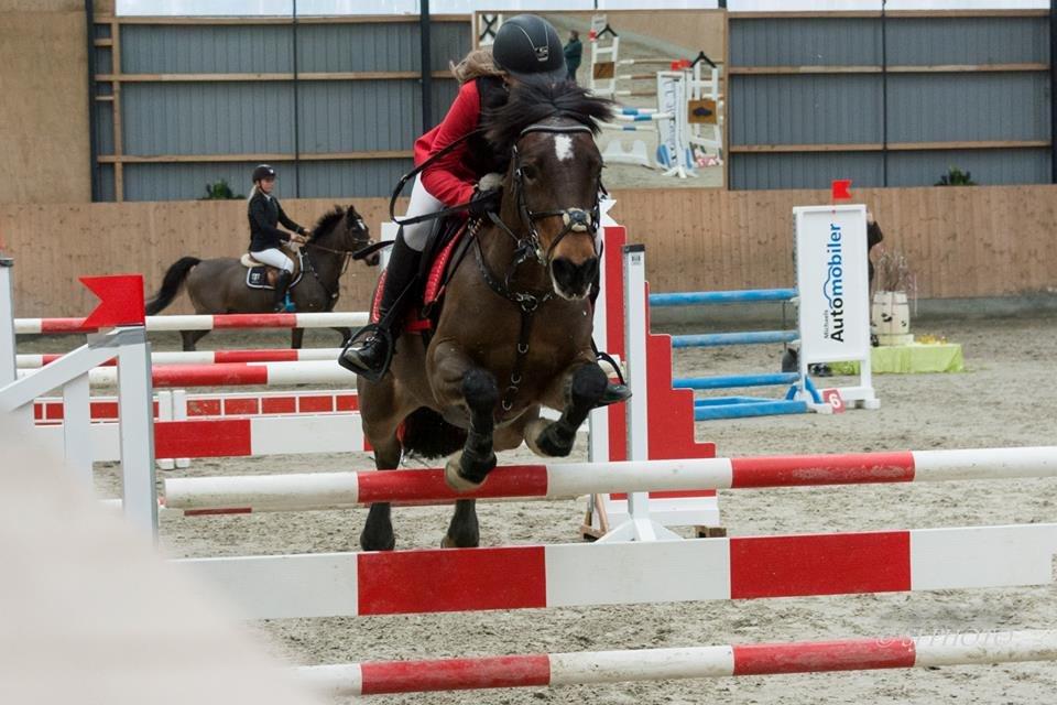 Irsk Sportspony Bessbrook Clover *A-pony* billede 26