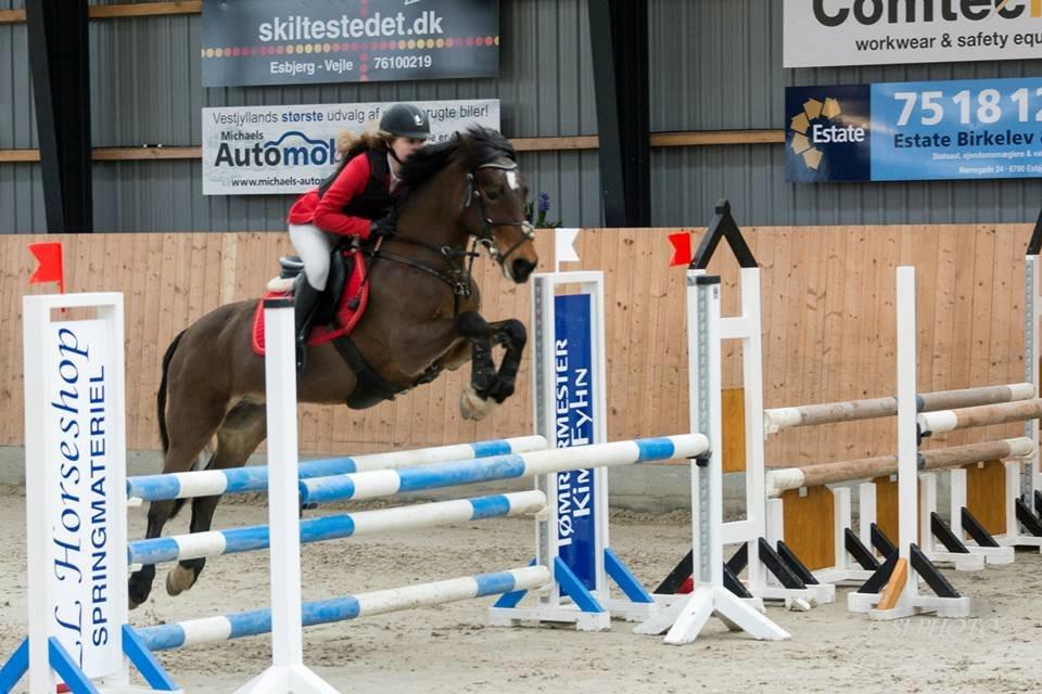 Irsk Sportspony Bessbrook Clover *A-pony* billede 27