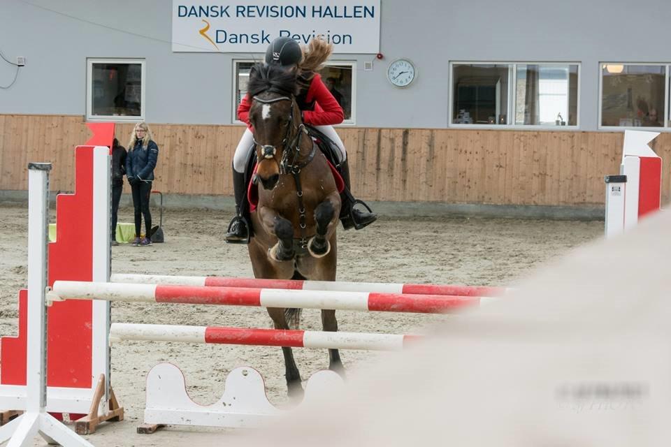 Irsk Sportspony Bessbrook Clover *A-pony* billede 29