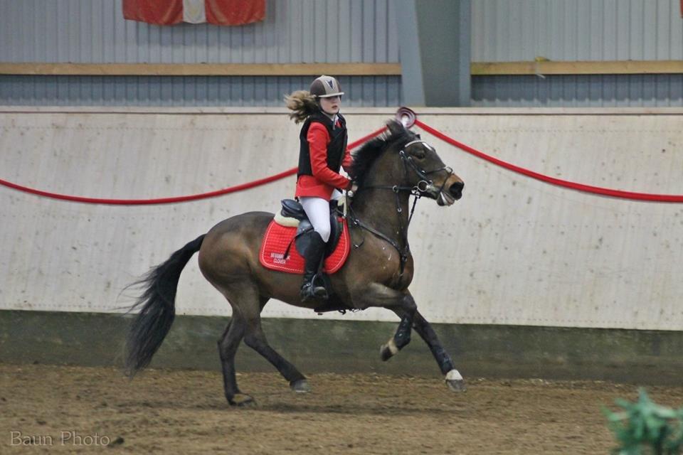 Irsk Sportspony Bessbrook Clover *A-pony* billede 24