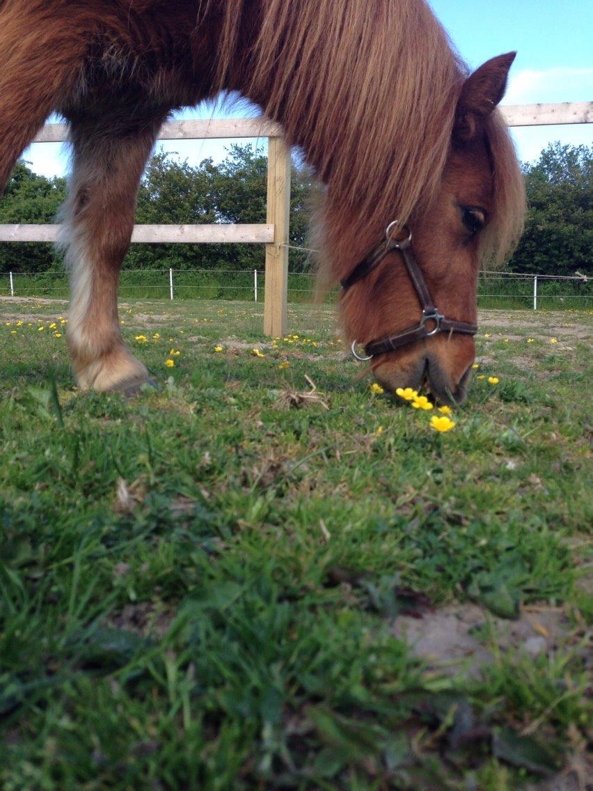 Miniature Fiona billede 12