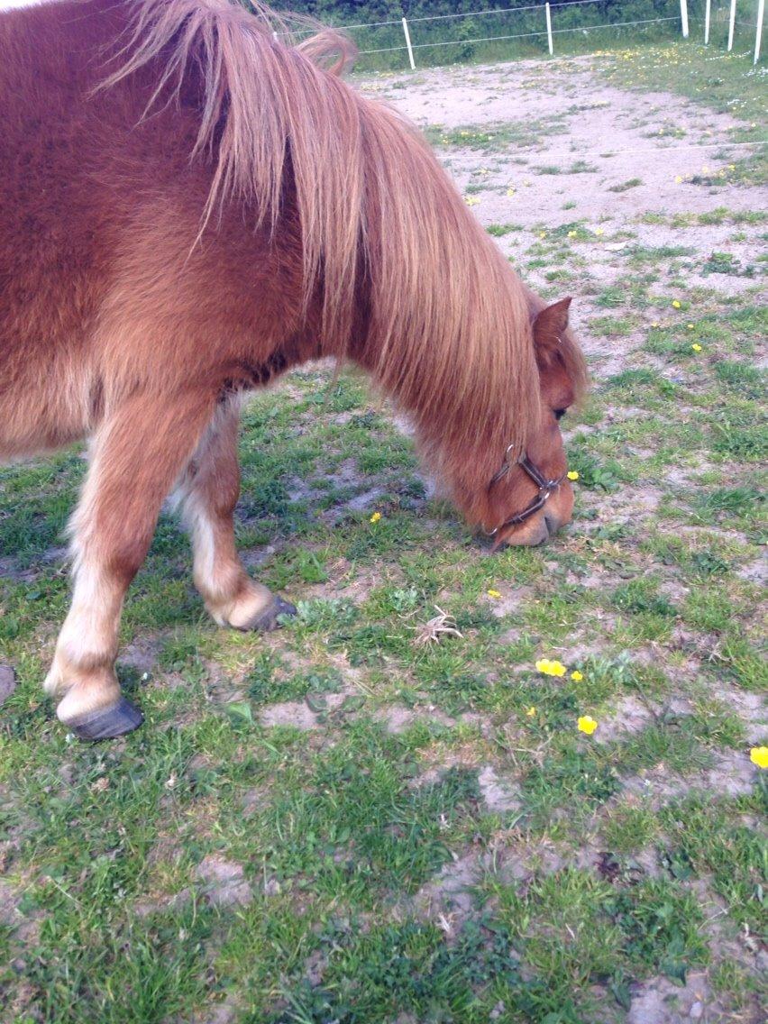 Miniature Fiona billede 13