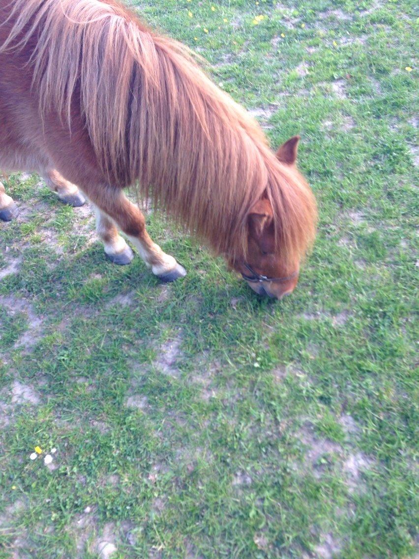 Miniature Fiona billede 15