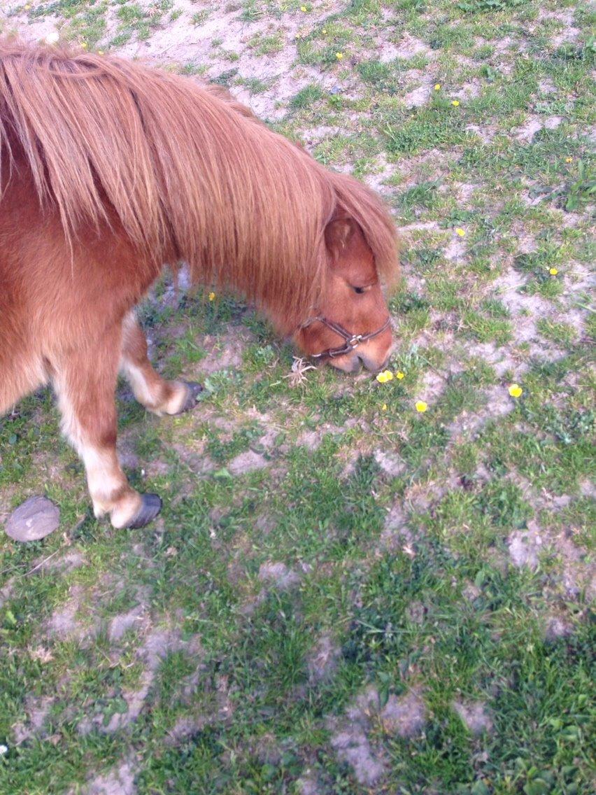 Miniature Fiona billede 14