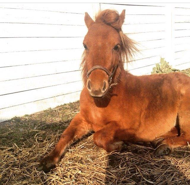 Miniature Fiona billede 16