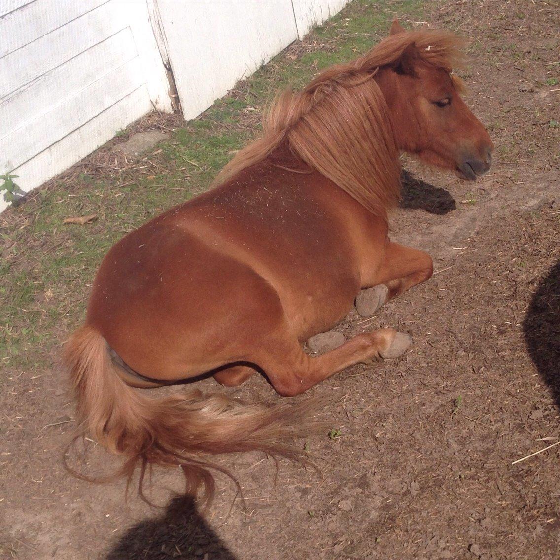 Miniature Fiona billede 18