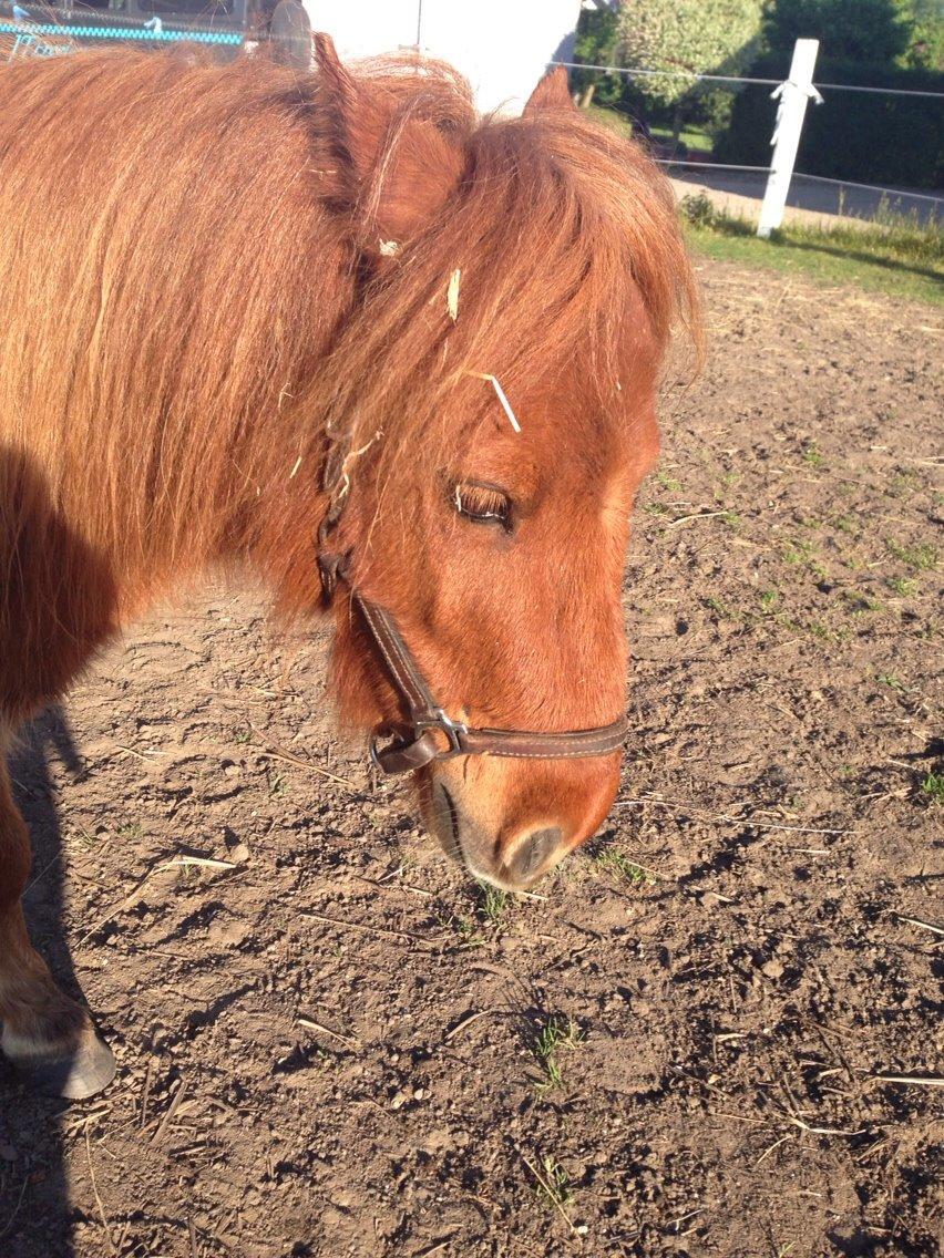 Miniature Fiona billede 17