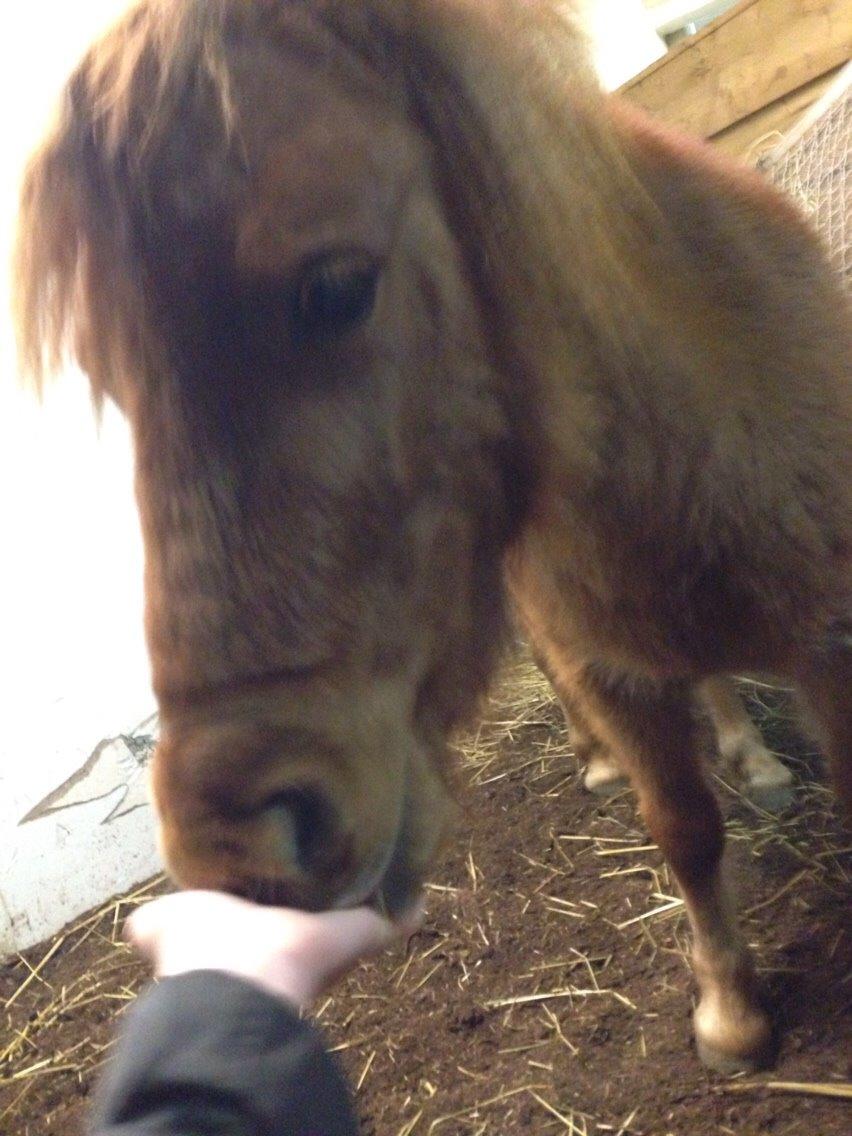 Miniature Fiona billede 19