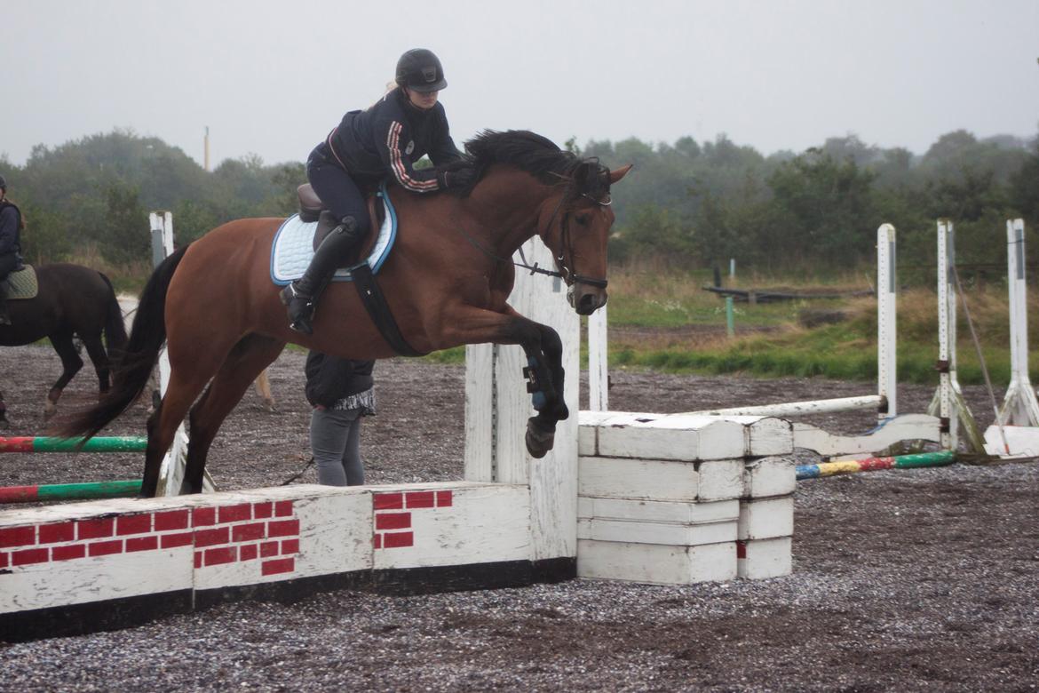 Dansk Varmblod Bakkegaarden's Chester billede 10