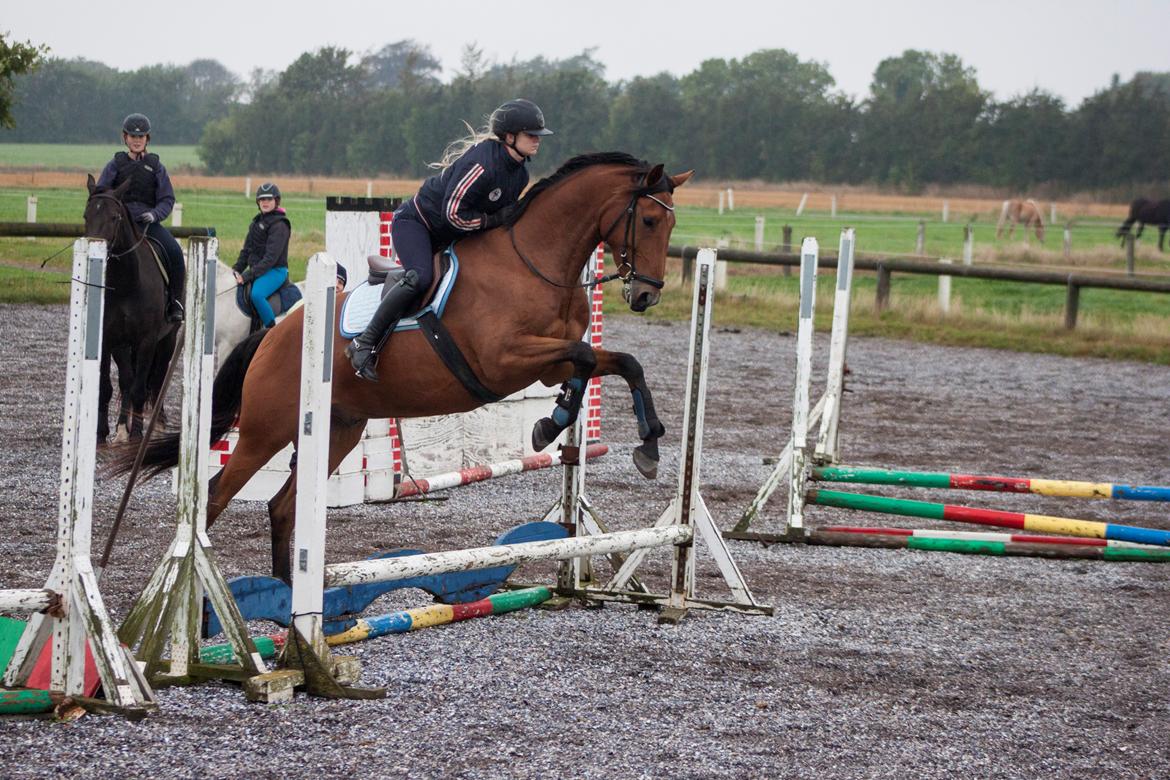 Dansk Varmblod Bakkegaarden's Chester billede 9