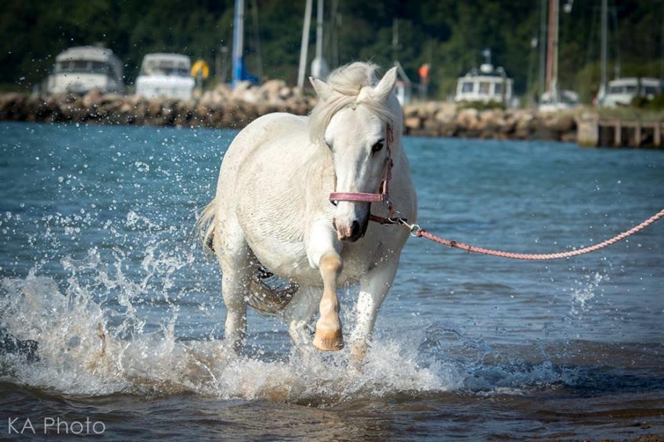 Anden særlig race Melissa ¤Min pige¤ - Elsker den pony! Foto: KA Photo billede 2