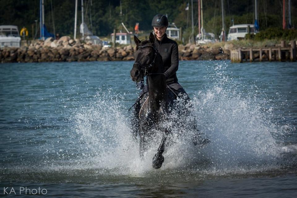 Trakehner EGATTA - Elsker min sorte stjerne <3 Foto: KA Photo billede 7